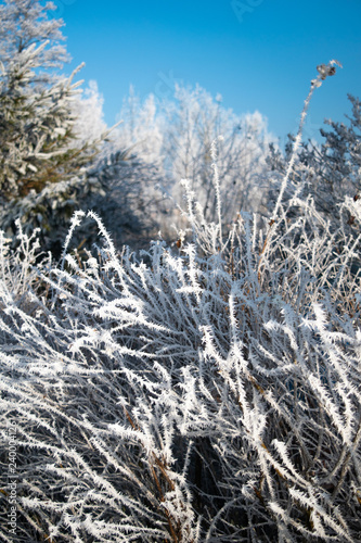Frozen grass in morning frost
