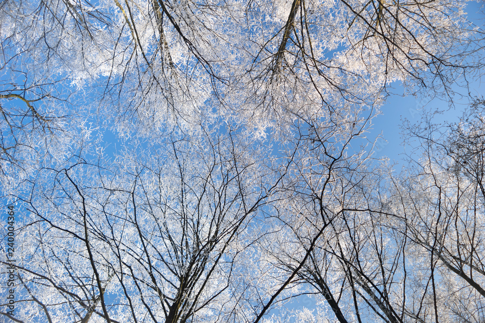 Frozen trees in morning