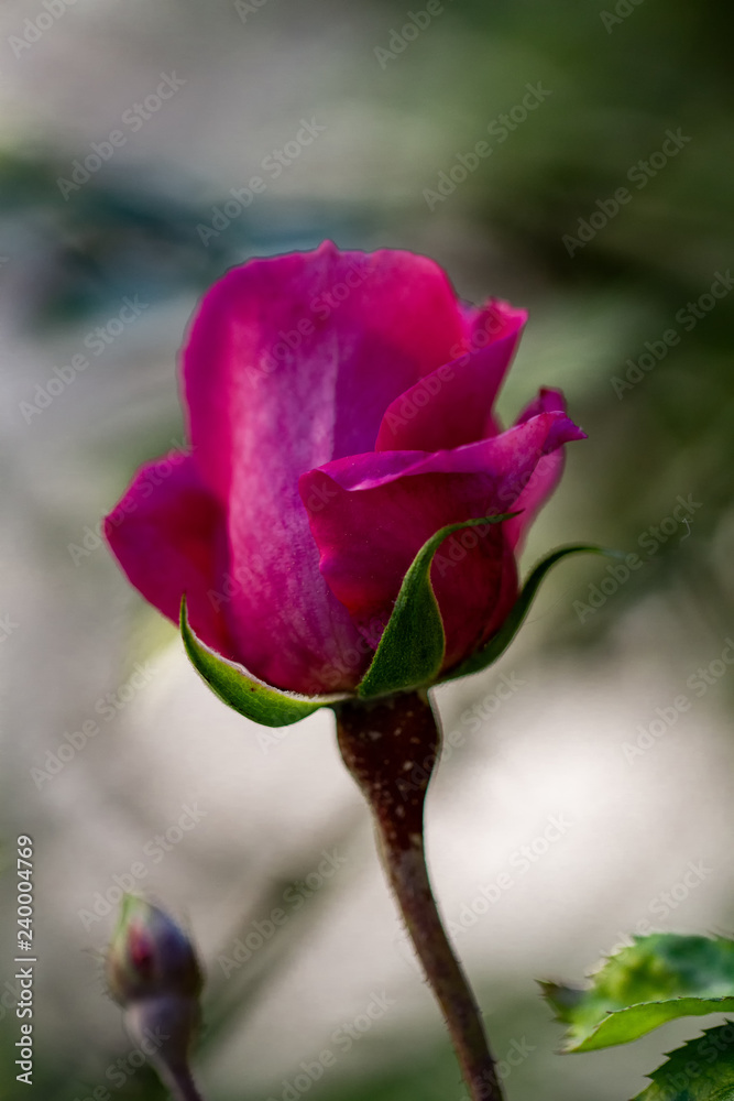 Flowers Flowers