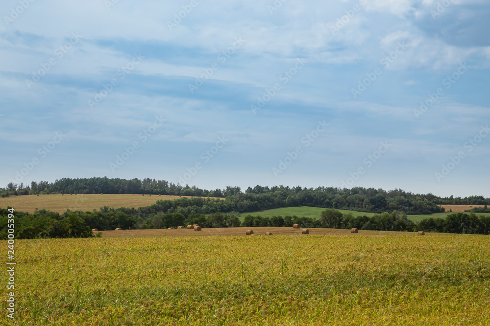 Barbed hay, harvested in bales, lies on the fields. Rural landscape.