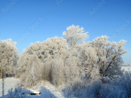 Willow covered with frost, the weather is good