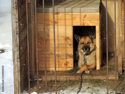 Spring day, a dog in a good mood