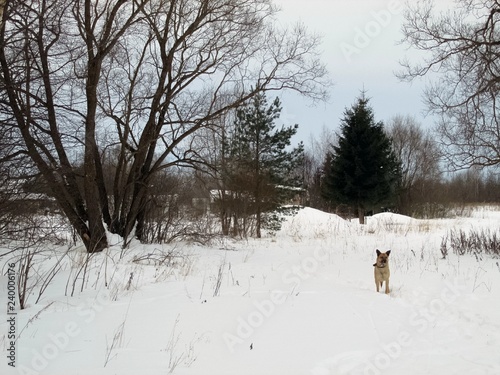 Winter walk with a dog on the outskirts of the village