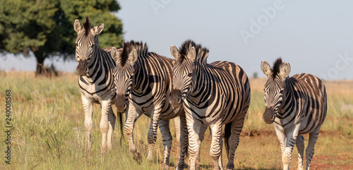 Four plains zebra friends walking toether photo
