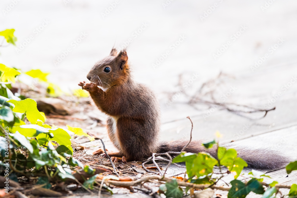 Fototapeta premium Ecureuil en train de manger