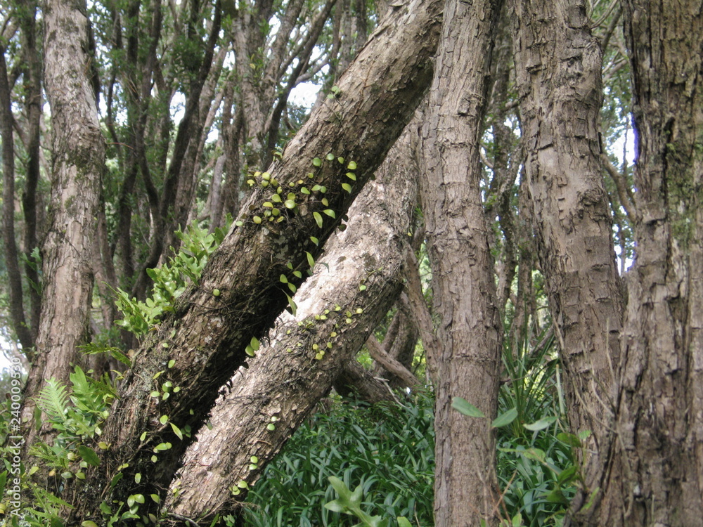 Obraz premium Wellington. Nature in New Zealand