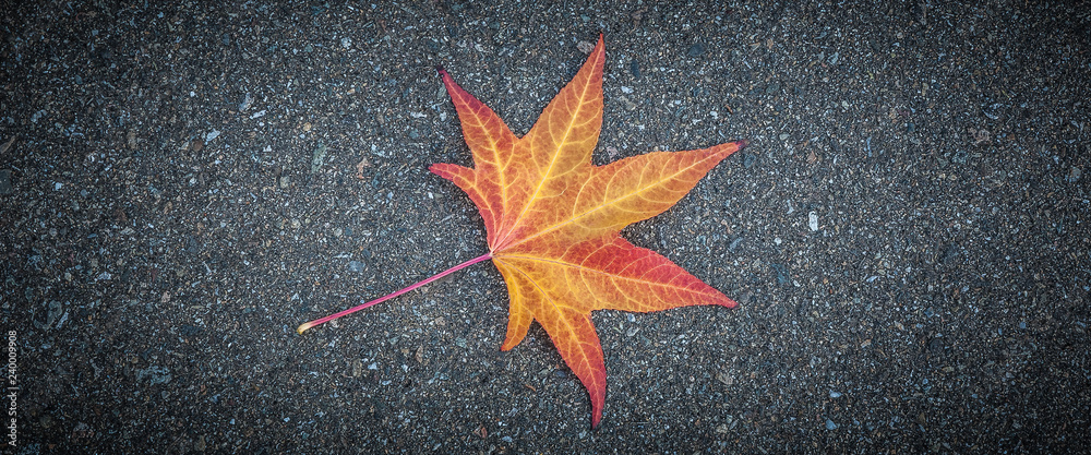 Yellow leaf of a tree lies on gray textured asphalt. Yellow leaf of a tree lies on gray textured asphalt.