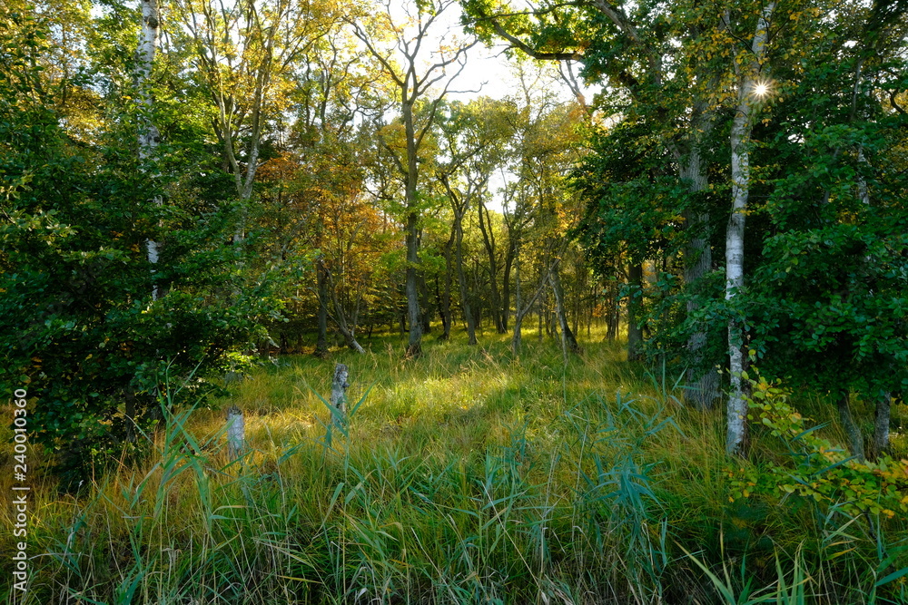 Landschaft im Nationalpark Vorpommersche Boddenlandschaft zwischen Müggenburg bei Zingst, Osterwald und Sundischer Wiese, Mecklenburg Vorpommern, Deutschland Landschaft im Nationalpark Vorpommersche Boddenlandschaft zwischen Müggenburg bei Zingst, Osterwald und Sundischer Wiese, Mecklenburg Vorpommern, Deutschland