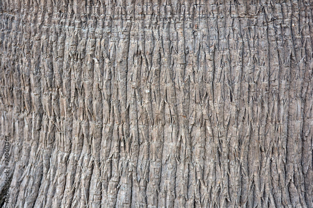 Textura tronco palmera Textura tronco palmera