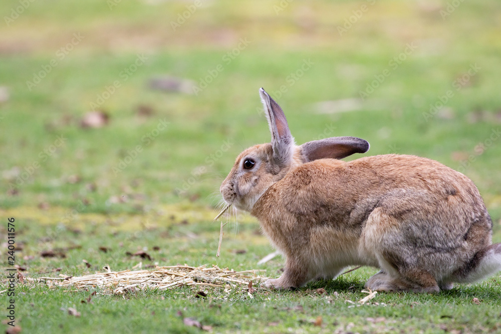 Fototapeta premium 野生のウサギ -うさぎの楽園 大久野島-