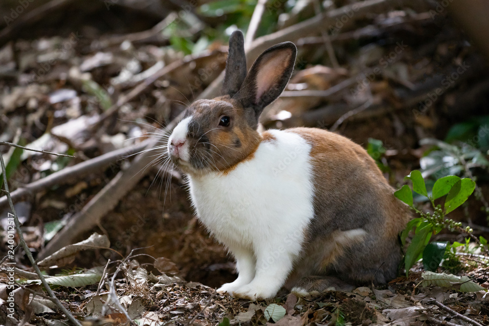 野生のウサギ うさぎの楽園 大久野島 StockFoto Adobe Stock