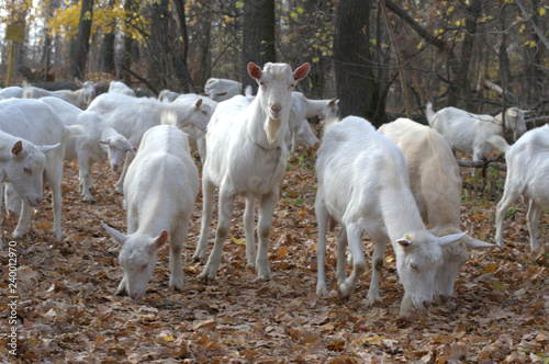 Konstfotografi goats on the forest