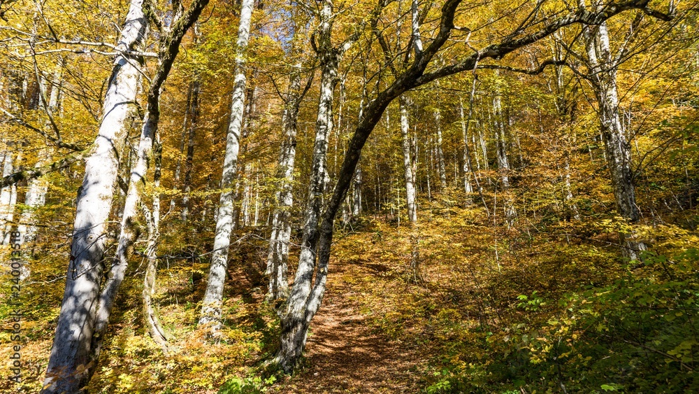 Obraz premium Beautiful autumn forest. Krasnaya Polyana, Russia.