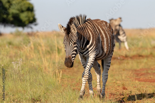 Walking zebra with two playing in background