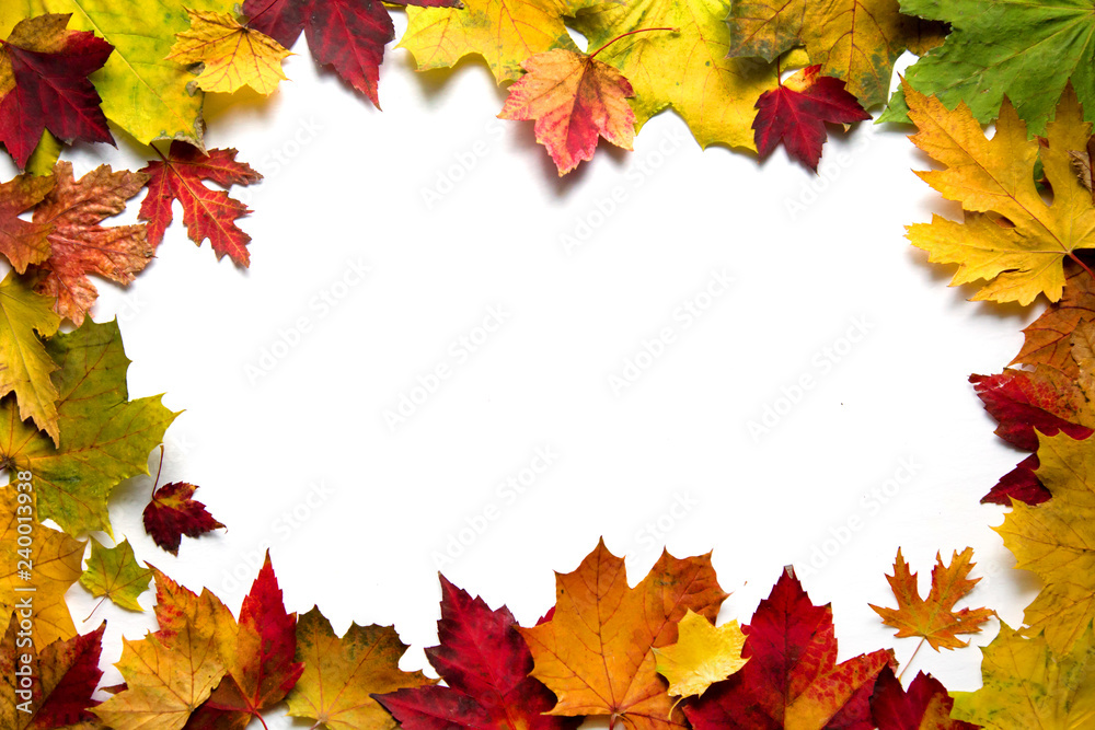 Maple tree leave frame on white Maple tree leave frame on white