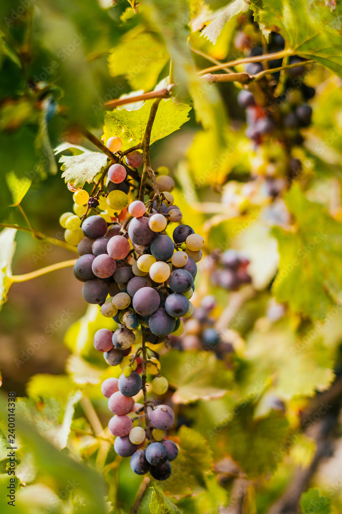 Bunch of green and purple grapes on the vine with leaves.