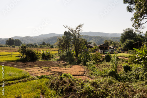 Campos de arroz en las monta  as birmanas. Myanmar