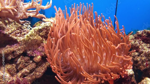 Clownfish and sea anemone
