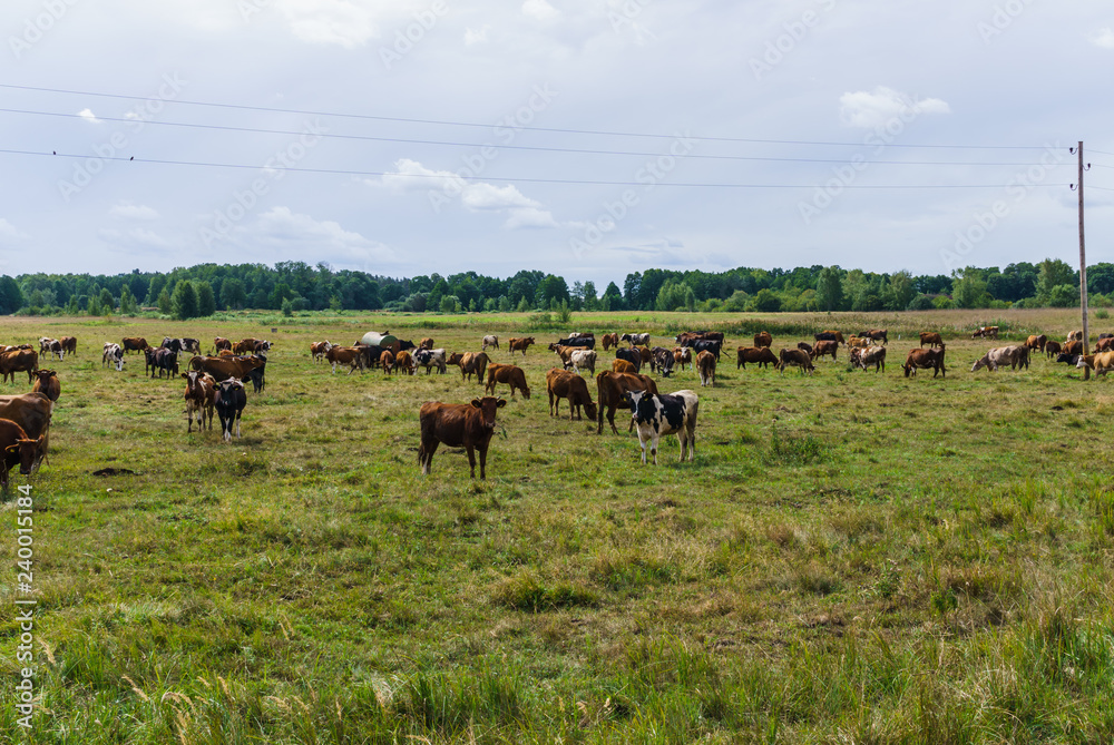 Herd of cows grazing in a green meadow.Summer landscape