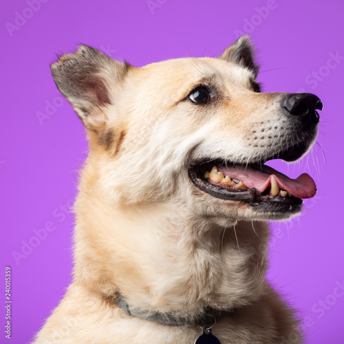 a white dog in the studio