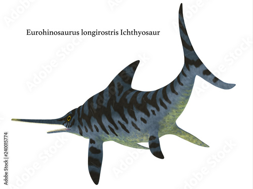 Eurhinosaurus Reptile Tail with Font - Eurhinosaurus was a carnivorous Ichthyosaur reptile that lived in Europe during the Jurassic Period.