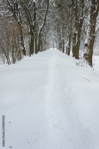 Snowy alley in the winter park. © Roman