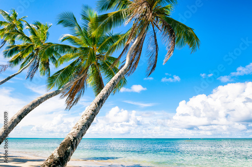 Tropical paradise palm trees leaning out over the calm waters of a deserted Brazilian beach on a remote island in Bahia  Brazil