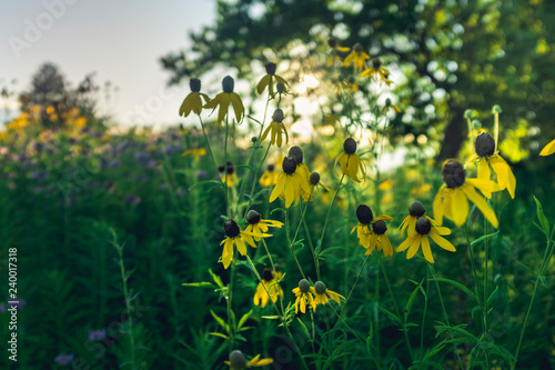 close-up of a group of sunflowers in a field at sunset with a large tree