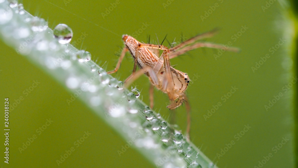 Blurred image, jumping spider on wild grass and dewdrops in morning light   with green nature background