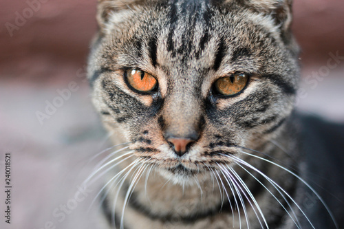 Fototapeta Naklejka Na Ścianę i Meble -  Serious cat with orange eyes. Close-up