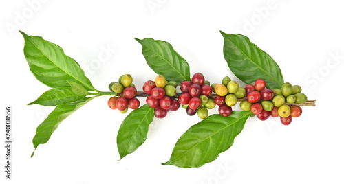 fresh coffee beans isolated on white background