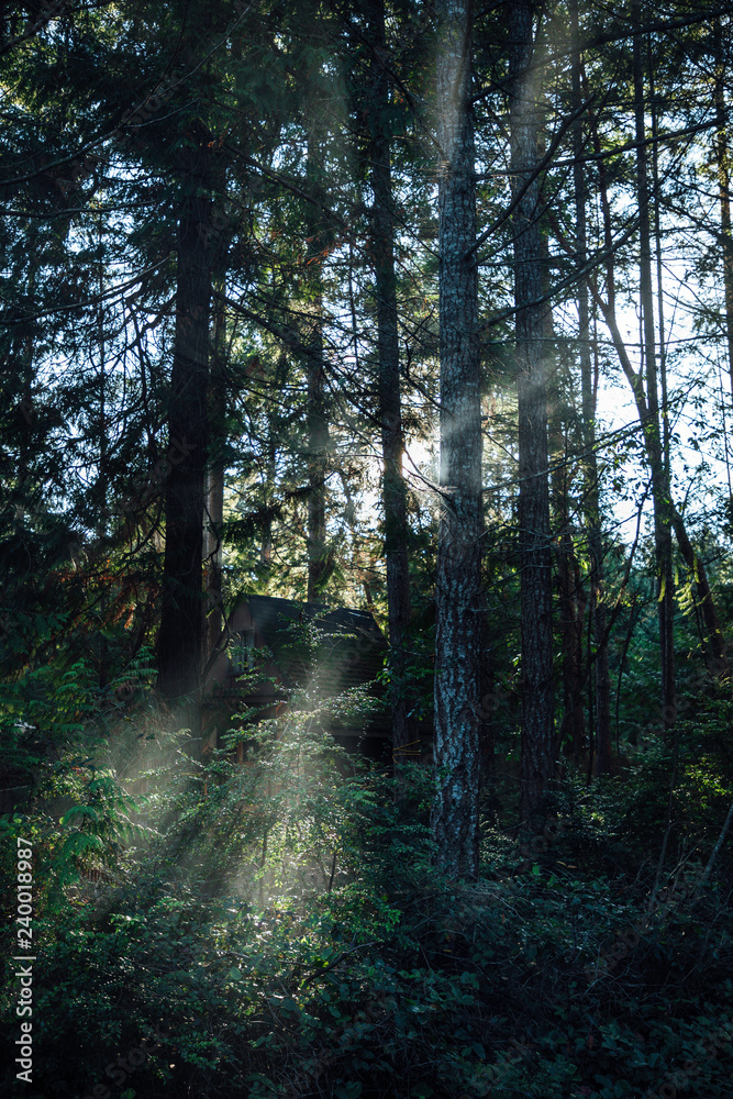 Fototapeta premium morning in the forest