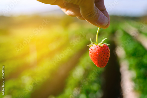 Fresh ripe red strawberries in the hand of women. Fingers keeping strawberry in the garden.
