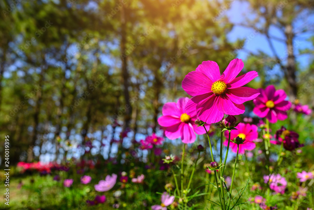 Sulfur Cosmos flower with beautiful pastures with morning sun. Sulfur Cosmos flower with beautiful pastures with morning sun.