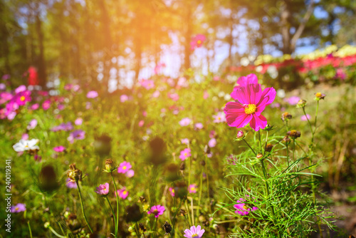 Fototapeta Naklejka Na Ścianę i Meble -  Sulfur Cosmos flower with beautiful pastures with morning sun. 