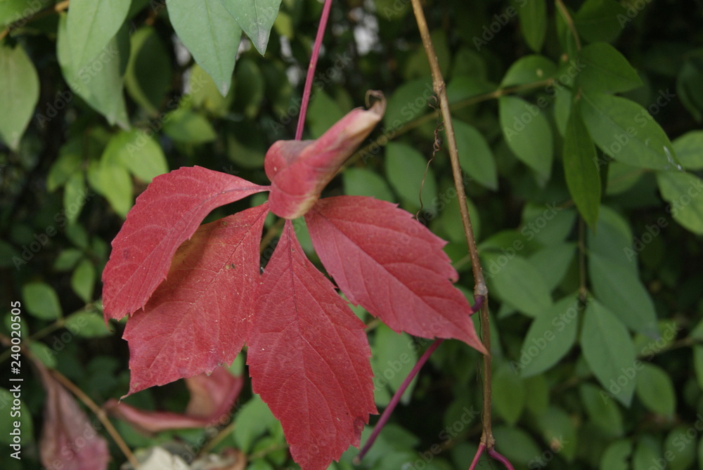 feuille d'automne feuille d'automne