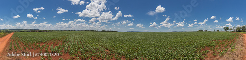 Large plantation soybean on sunny day in the Brazilian midwest in panoramic image.