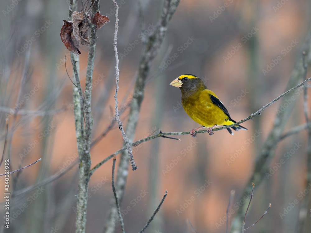 Obraz premium Male Evening Grosbeak in Winter, Portrait