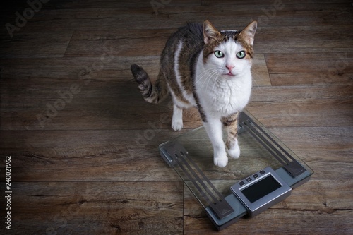 Cute tabby cat gets on the scale and looking to the camera.