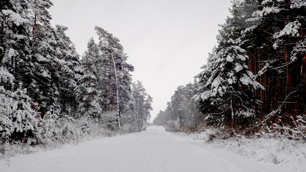 Obraz premium Winter forest