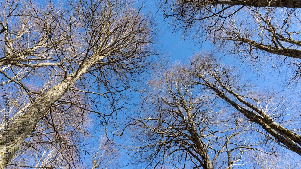 Treetops view ftom below upwards, Sochi, Russia. Treetops view ftom below upwards, Sochi, Russia.