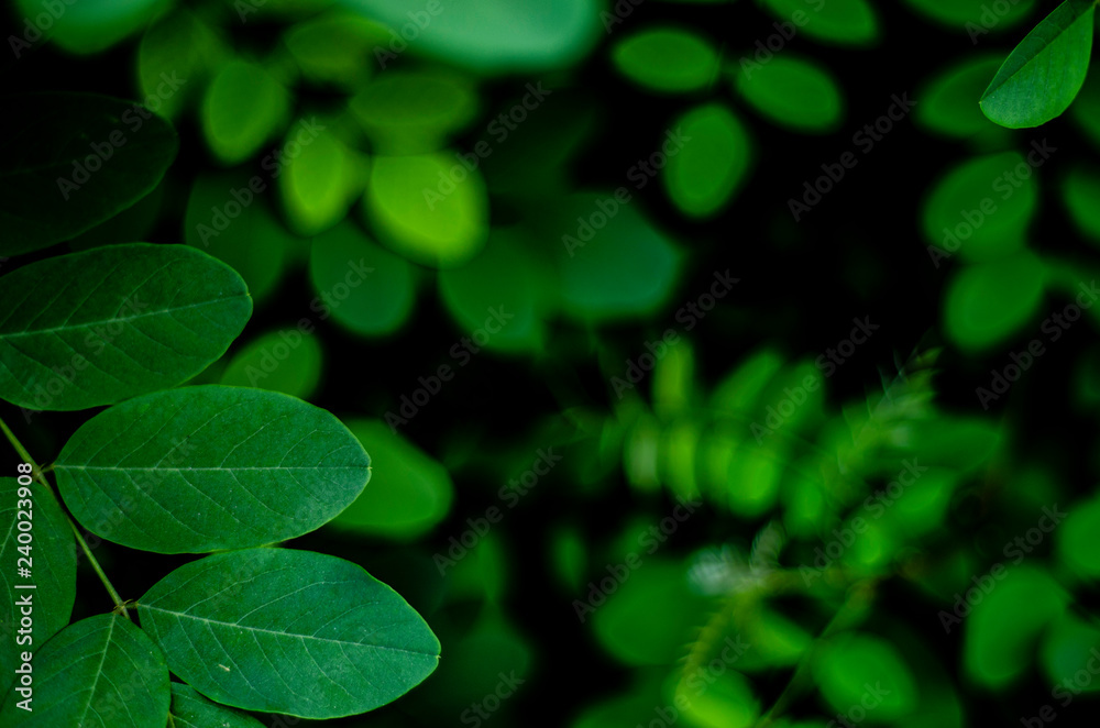 young green leaves of acacia tree close up - obrazy, fototapety, plakaty 