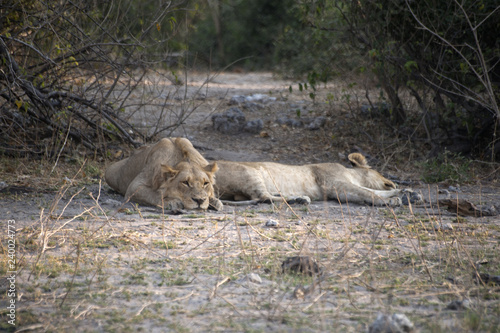 lionesses spleeping in the savannah