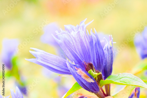 Purple gentiana flower close-up. Detailed wild flower in mountains. © Oksana_Ashurova