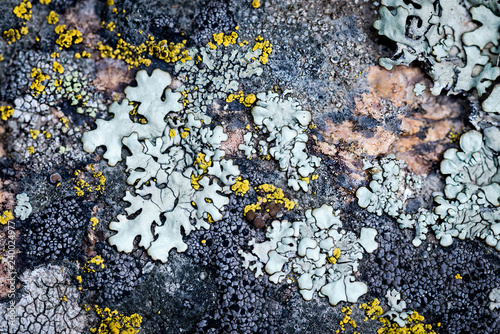 Moss and lichen grow on a stone. Macro. background of Lichen Moss stone. photo