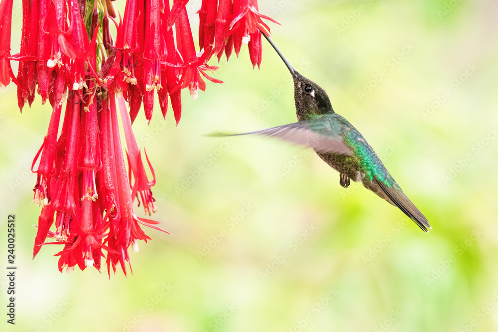 Fotografie Magnificent Hummingbird