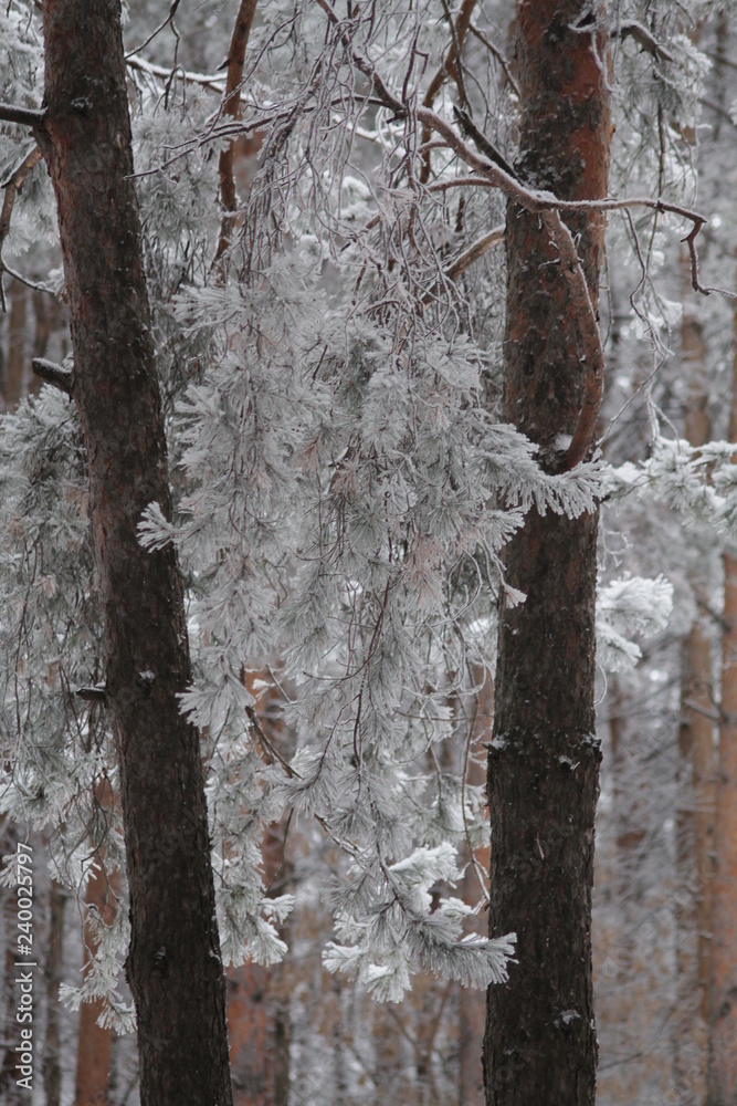 Fototapeta premium pine branch