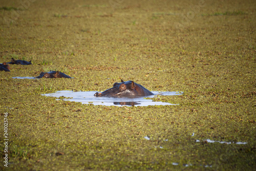 Hippos in the water with green grass