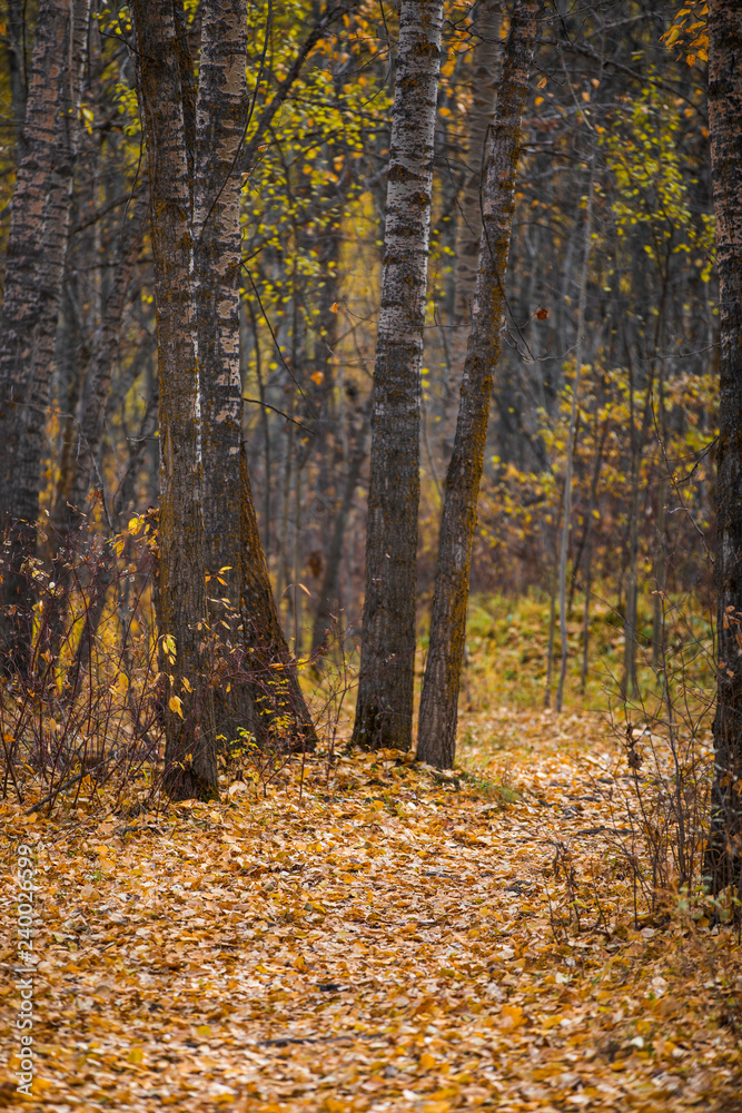 autumn in the forest autumn in the forest