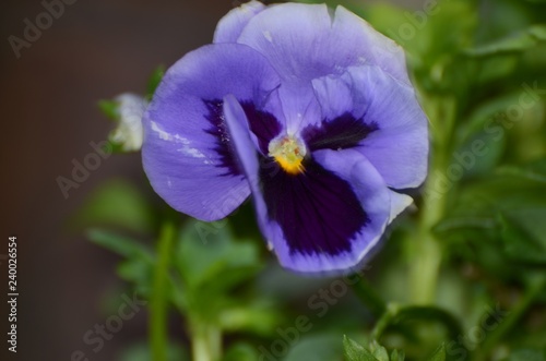 Fiore viola in primo piano  